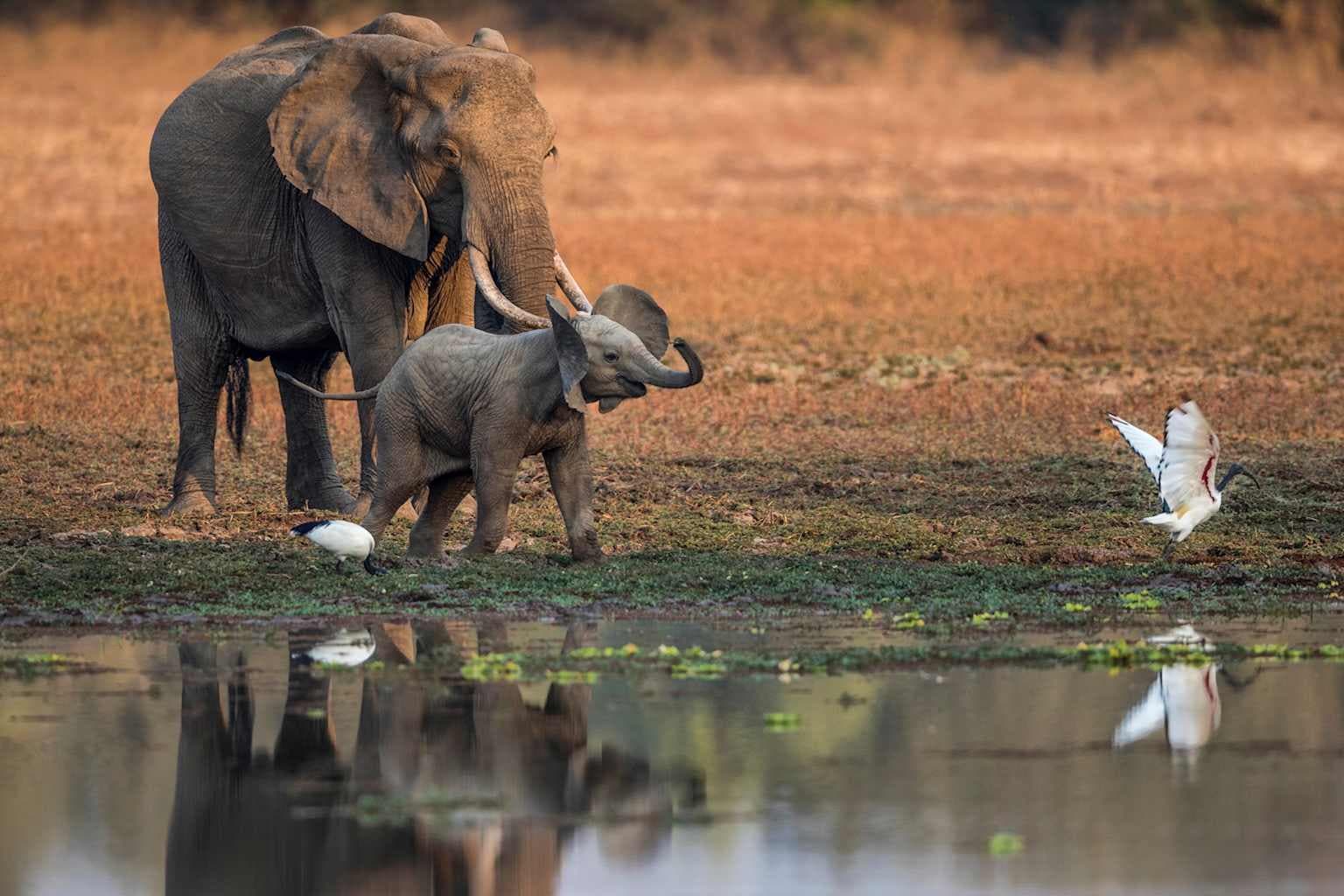 An African elephant in the wild